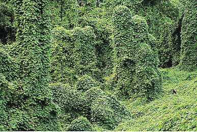 印度RPG《杜尔迦：狮心王》新演示 美女大战野兽